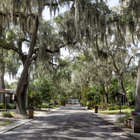 View of the street, trees and homes in Country Villa Estates